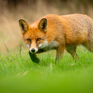 Stalking in the rain (1 of 1)-2.jpg