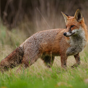 Fox (1 of 1).jpg