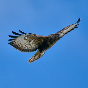 buzzard 2024 53.jpg