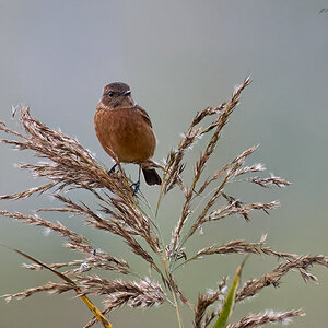 stonechat 2024 6.jpg