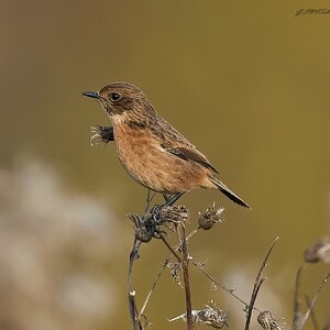 stonechat 2024 (7).jpg