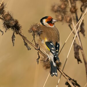 goldfinch 2024 4 (2).jpg