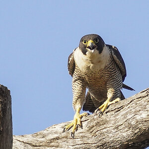 Peregrine Falcon 16-11-2024 (15).JPG