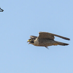 Peregrine Falcon 16-11-2024 (61).JPG