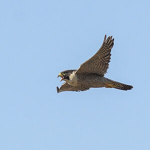 Peregrine Falcon 16-11-2024 (63).JPG