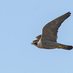 Peregrine Falcon 16-11-2024 (64).JPG