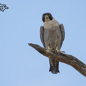 Peregrine Falcon 16-11-2024 (150).JPG