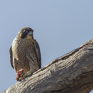 Peregrine Falcon 16-11-2024 (502).JPG