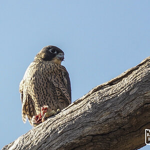 Peregrine Falcon 16-11-2024 (571).JPG