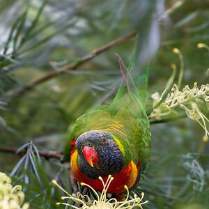 _7RV2326_Lorikeet_In_Grevillea.jpg