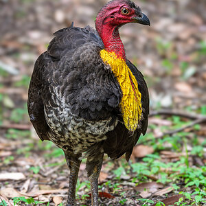 _7RV2337_Brush_Turkey_1.jpg