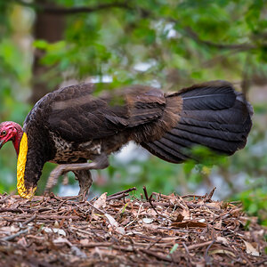 _7RV2350_Brush_Turkey_2.jpg