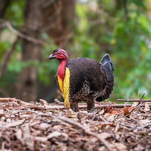 _7RV2352_Brush_Turkey_3.jpg