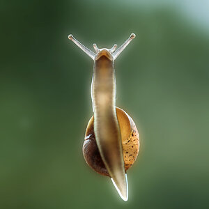 Snail 1-r.jpg