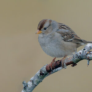 White-crowned-Sparrow_DSC1629-Edit.jpg