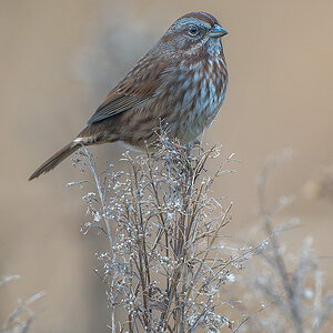 Song-Sparrow-1903.jpg