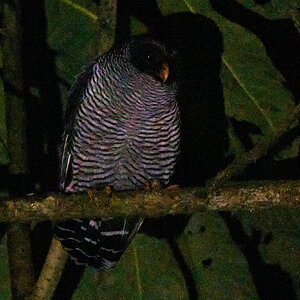 Black and White Owl - Umbrellabird Lodge - 09112022 - 01.jpg