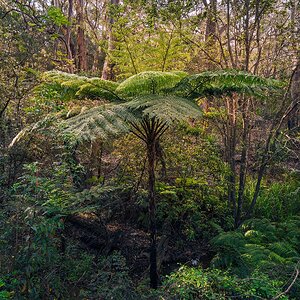 _7RV2627_Tree_Fern_1.jpg