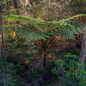 _7RV2629_Tree_Fern_2.jpg