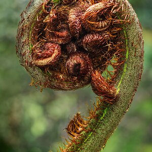 _7RV2668_Tree_Fern_Frond_Fiddlehead_1.jpg