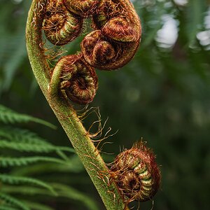 _7RV2673_Tree_Fern_Frond_Fiddlehead_2.jpg