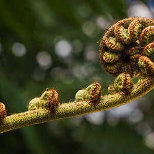 _7RV2674_Tree_Fern_Frond_Fiddlehead_3.jpg