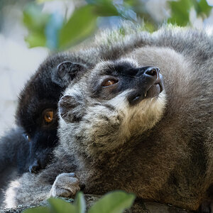 Brown Lemur.jpg