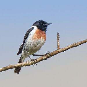 Stonechat.jpg