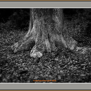 Old Tree Root