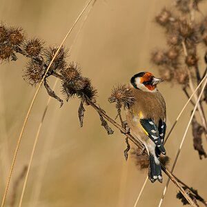 goldfinch 2024 3 (2).jpg