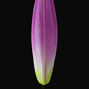 Bud of Daylily.jpg