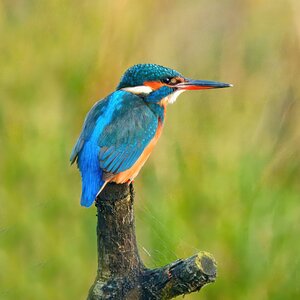 DSC02373 - Kingfisher.jpeg