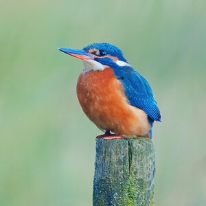 DSC02300 - Kingfisher.jpeg