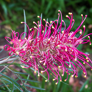 _7RV2313_Crimson_Grevillea.jpg