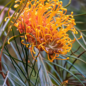 _7RV2323_Orange_Grevillea.jpg