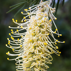 _7RV2333_White_Grevillea.jpg