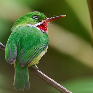 Puerto Rican Tody - Luquillo PR - 03072023 - 15-DN.jpg