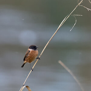 stonechat 2024 1.jpg