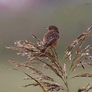 stonechat 2024 9.jpg