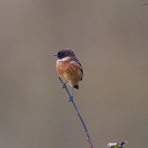 stonechat 2024.jpg