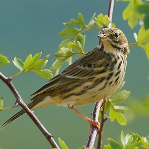 meadow pipit 2024 6.jpg