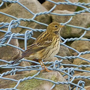 meadow pipit 2024 8.jpg