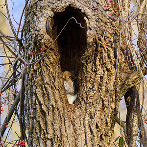 Gray Squirrel - BCSP - 12082024 - 01.jpg