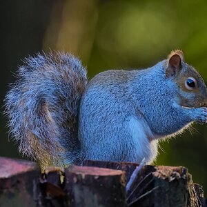 squirrel 2024 11.jpg