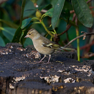 chiffchaff 2024 3.jpg