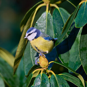 bluetit 2024 18.jpg