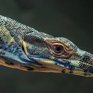 _7RV2441_Sony_Tradeshow_Goanna_1.jpg