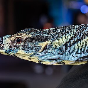 _7RV2476_Sony_Tradeshow_Goanna_2.jpg