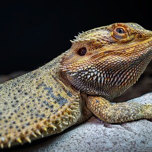 _7RV2461_Sony_Tradeshow_Bearded_Dragon_1.jpg