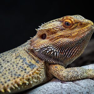 _7RV2462_Sony_Tradeshow_Bearded_Dragon_2.jpg